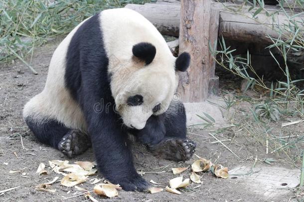 巨人熊<strong>猫</strong>食物竹子树叶,中国