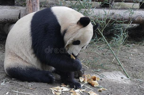 巨人熊<strong>猫</strong>食物竹子树叶,中国