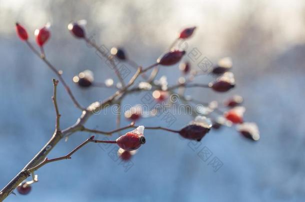 圣诞节树树枝和雪,冬仙女传说