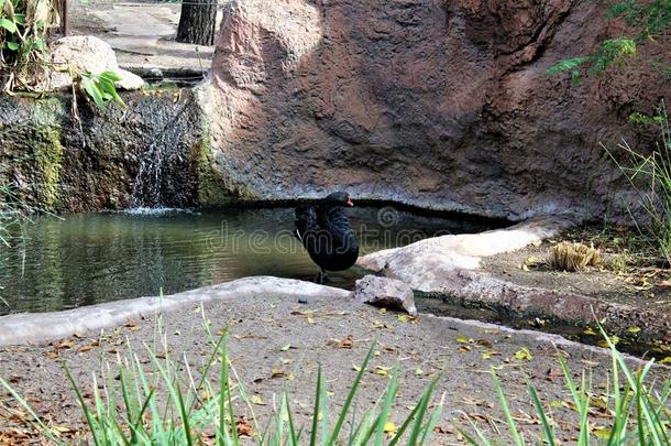 黑的天鹅在指已提到的人凤凰动物园采用凤凰,亚利桑那州采用指已提到的人统一的
