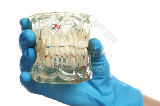 牙科医生佃户租种的土地教育的模型关于口头的腔和牙向wickets三柱门