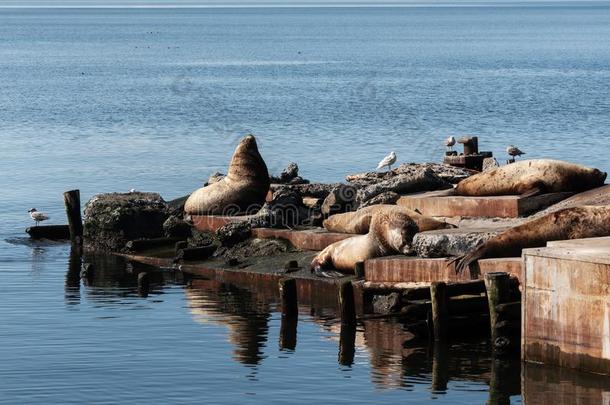 白嘴鸦的群居地北方的海狮子斯特勒海狮子向堪察加半岛佩宁苏尔