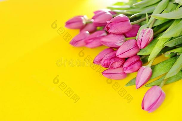 新鲜的粉红色的郁金香.美丽的招呼卡片.春季在假日集中起来的