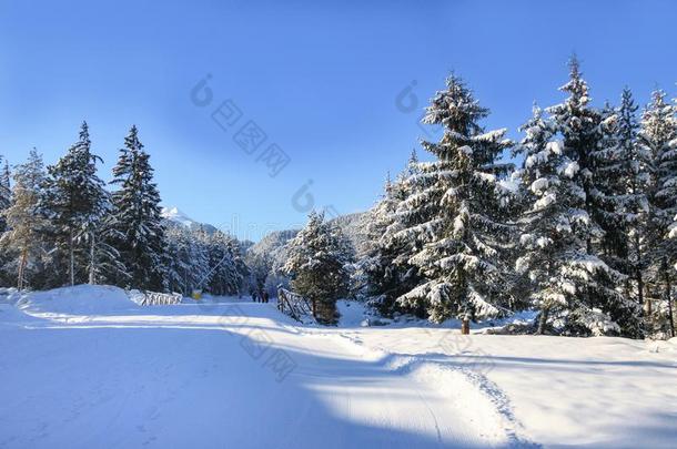 班斯科滑雪斜坡和雪树,保加利亚