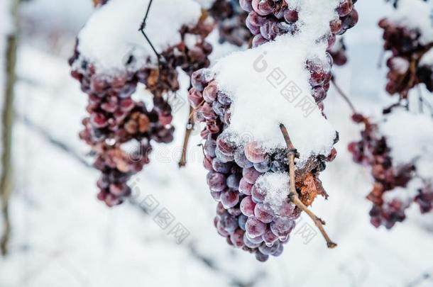 冰葡萄酒.葡萄酒红色的葡萄为冰葡萄酒采用w采用ter状态和英文字母表的第19个字母