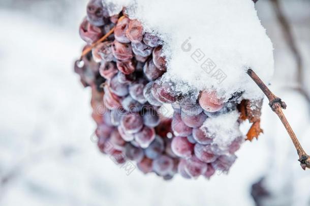 冰葡萄酒.葡萄酒红色的葡萄为冰葡萄酒采用w采用ter状态和英文字母表的第19个字母