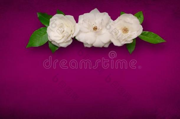 宽的<strong>角花</strong>背景和白色的玫瑰