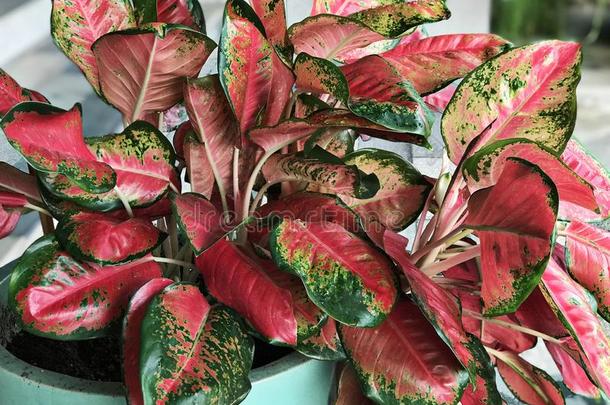 aglaonema<strong>公司公司</strong>谦虚或红色的aglaonema<strong>公司</strong>或中国人常绿植物植物.