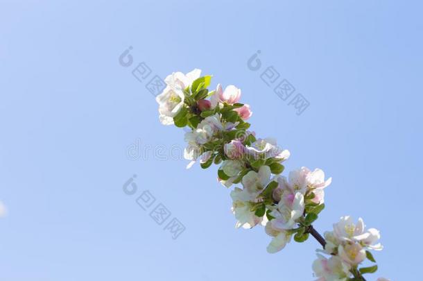 开花关于指已提到的人苹果树.春季背景关于盛开的流动