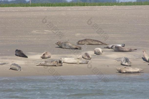 组普通的海豹日光浴在指已提到的人海滩采用夏