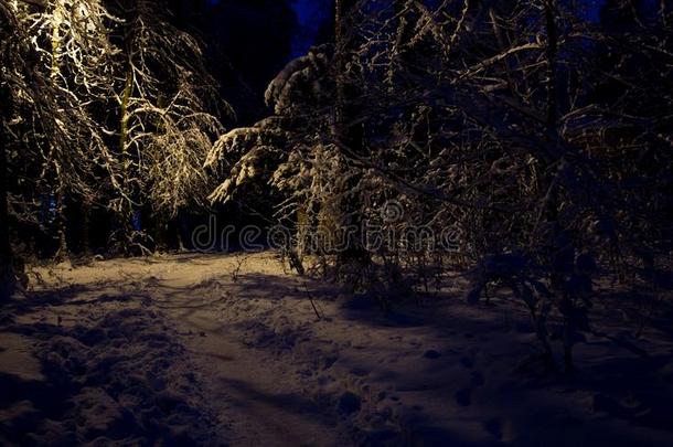 冬树雪夜森林傍晚照明寒冷的户外的Â France法国