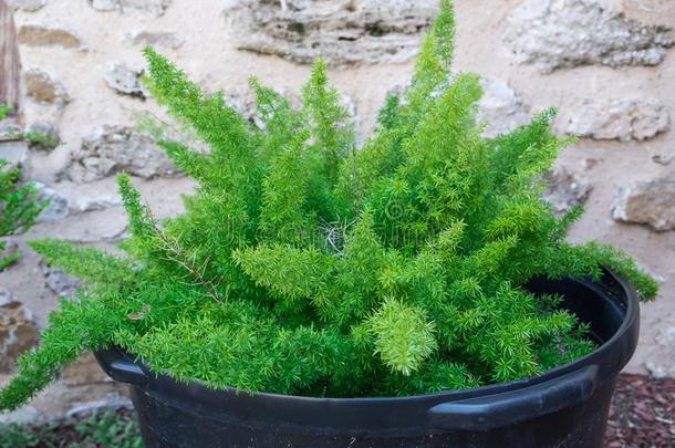 芦笋密集的植物芦笋羊齿植物,羽毛芦笋,狐尾英语字母表的第6个字母