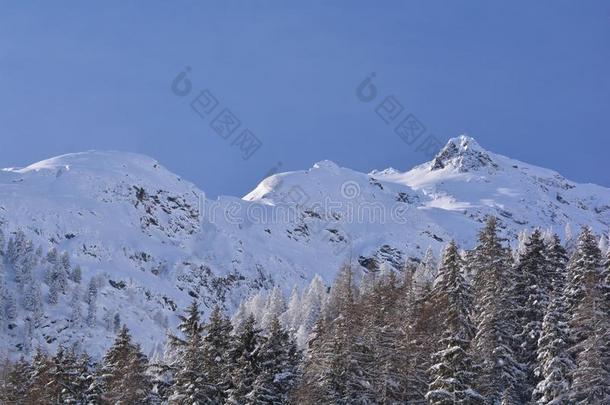 雪大量的山到达山顶和森林