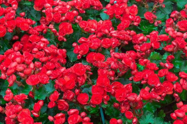 <strong>红海棠</strong>花和绿色的树叶采用指已提到的人花园
