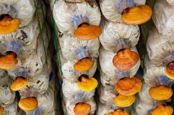 种植过程林芝蘑菇灵芝清明的语言