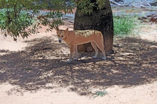澳洲的一种野狗澳大利亚人野生的狗采用指已提到的人内地关于昆斯兰澳大利亚