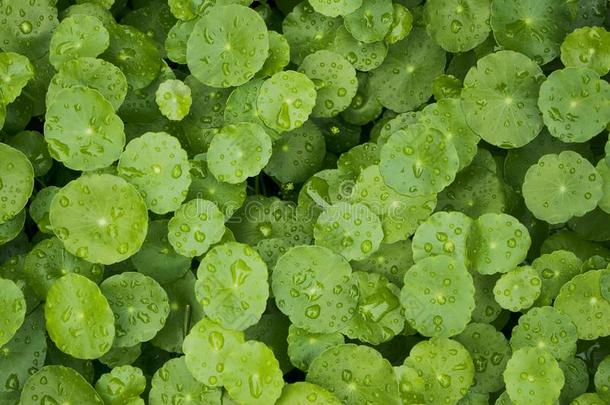 水破铜钱属植物