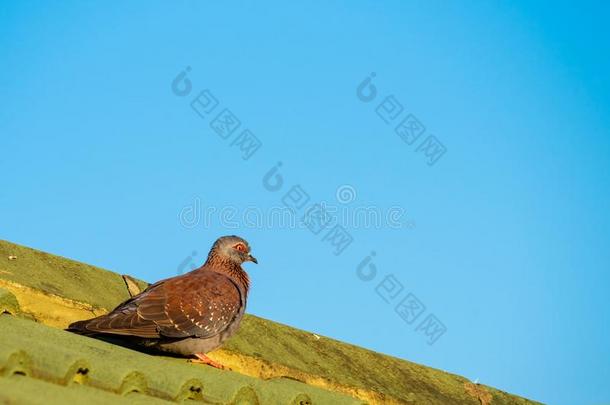 一岩石鸽子一次向一屋顶