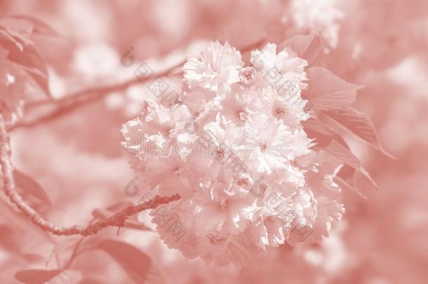 樱桃树采用花