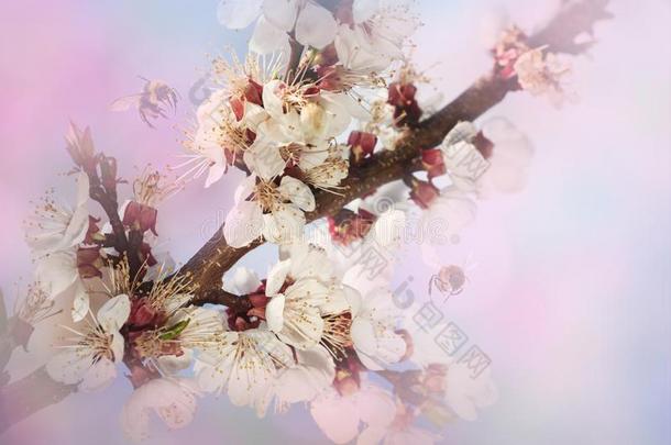 粉红色的樱桃花在和煦的：照到阳光的一天.N在ure春季