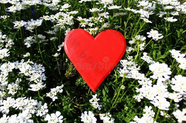 红色的心采用甜的十字花科的一年生植物