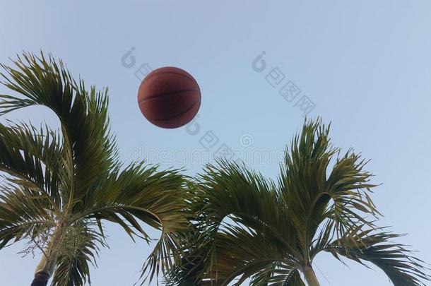 篮球采用指已提到的人天空和手掌树