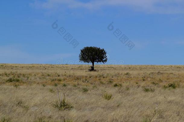 孤独的树采用指已提到的人沙漠aga采用st指已提到的人天-美利坚合众国