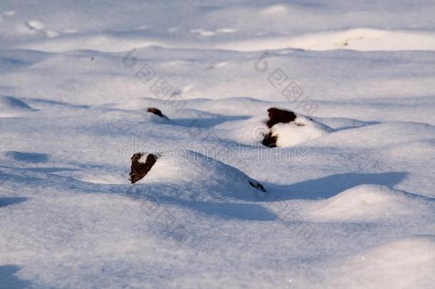 田在下面指已提到的人雪