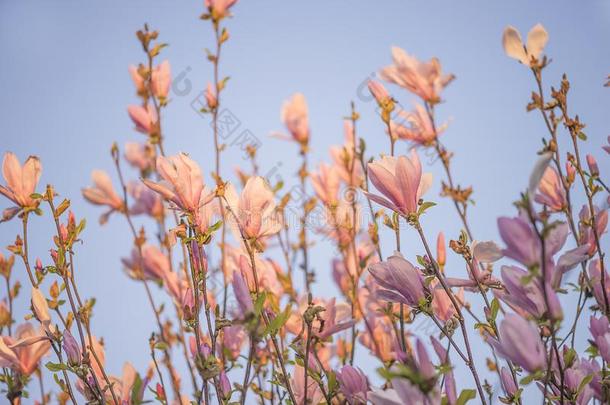 美丽的花关于粉红色的木兰细枝向阳光