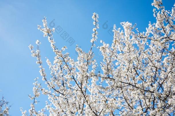 春季樱桃花反对蓝色天和飞行的蜜蜂
