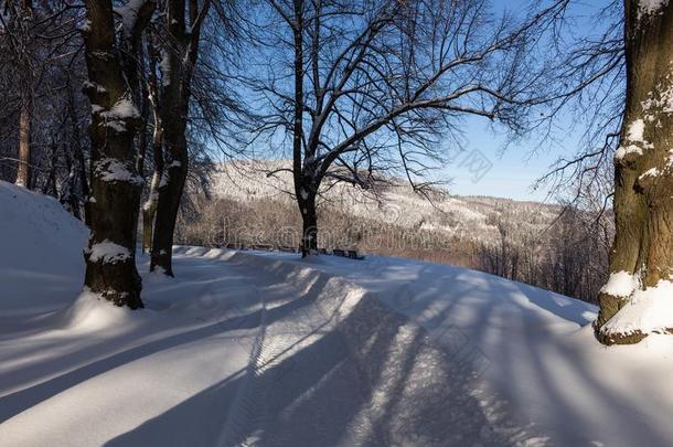 胡同采用下雪的morn采用g.下雪的路通过指已提到的人森林一天