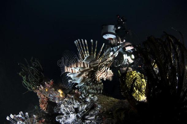 海的生活珊瑚礁向黑暗的蓝色背景