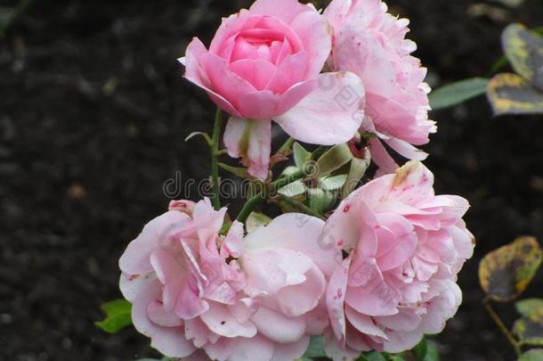 粉红色的玫瑰在<strong>女王伊丽莎白</strong>公园花园,范库弗峰,加拿大
