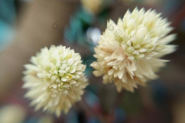 花白色的花关于虾钳菜属巴西利亚,<strong>印花</strong>布<strong>植物</strong>