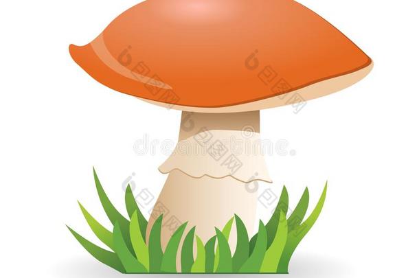 蘑菇牛肝菌属真菌.蔬菜健康的食物.蘑菇隔离的向