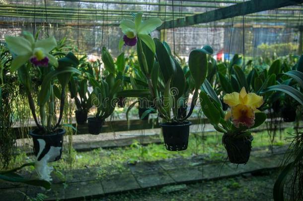 植物学的花园扇形棕榈细纤维首都关于泰国