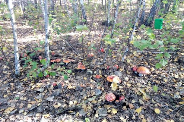 蘑菇,森林,秋,飞蘑菇<strong>木耳</strong>,自然,树,草