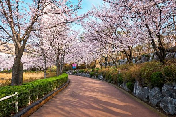 盛开的樱花樱桃花胡同采用公园