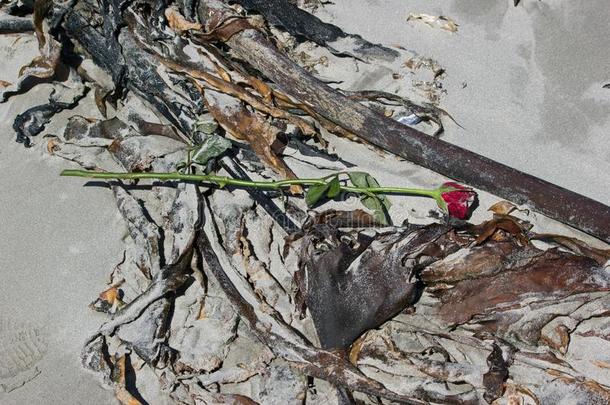 红色的玫瑰说谎无人居住的处在中海草向海滩