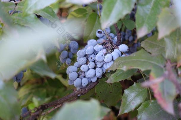 特写镜头关于丛关于蓝色浆果关于俄勒冈州葡萄