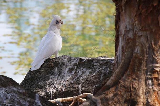 白色的光秃秃的-有眼的美冠鹦鹉