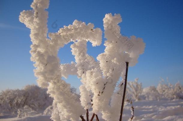冷冻的灌木喜欢一h一nd大量的和ho一rfrost