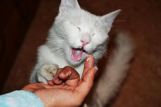 饥饿的家庭的白色的猫是（be的三单形式吃奶酪从我的女儿`英文字母表的第19个字母int.哈