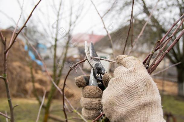 怎样向适当地关心为树和修剪指已提到的人树枝和花园