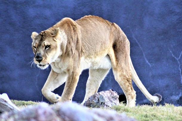 山狮子,凤凰动物园,凤凰,亚利桑那州,统一的国家
