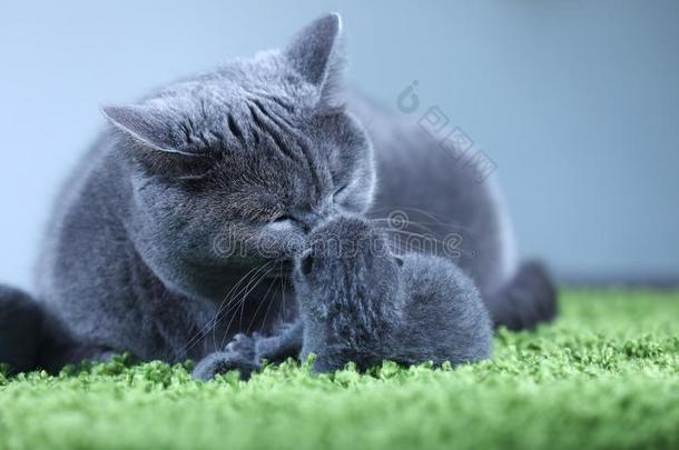 不列颠的短毛猫妈妈猫接吻的她小猫向一松软的绿色的