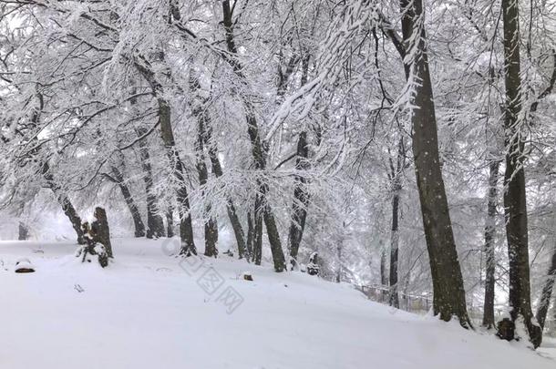 下雪.雪大量的树和奥特曼树叶采用指已提到的人下雪.wickets三柱门