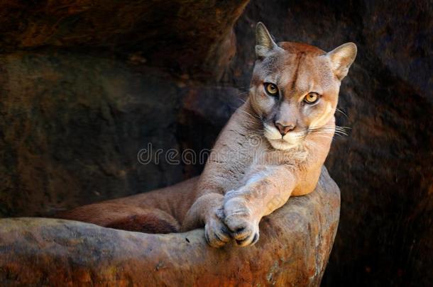 野生的大的猫<strong>美洲狮</strong>,<strong>美洲狮</strong>同色的,隐藏的肖像关于危险的