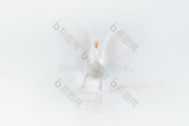 白色的鸟,艺术采用自然.达尔马提亚的鹈鹕,佩利卡纳斯皱缘,