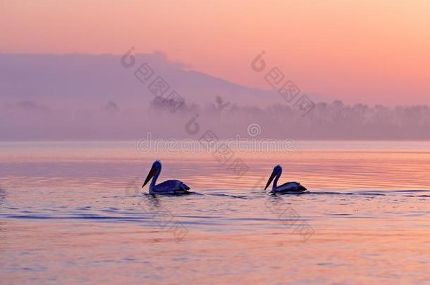 鸟和早晨日出.达尔马提亚的鹈鹕,佩利卡纳斯皱缘,